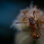 Can a Fungus Control the Mind of Ants? The Parasitic Truth
