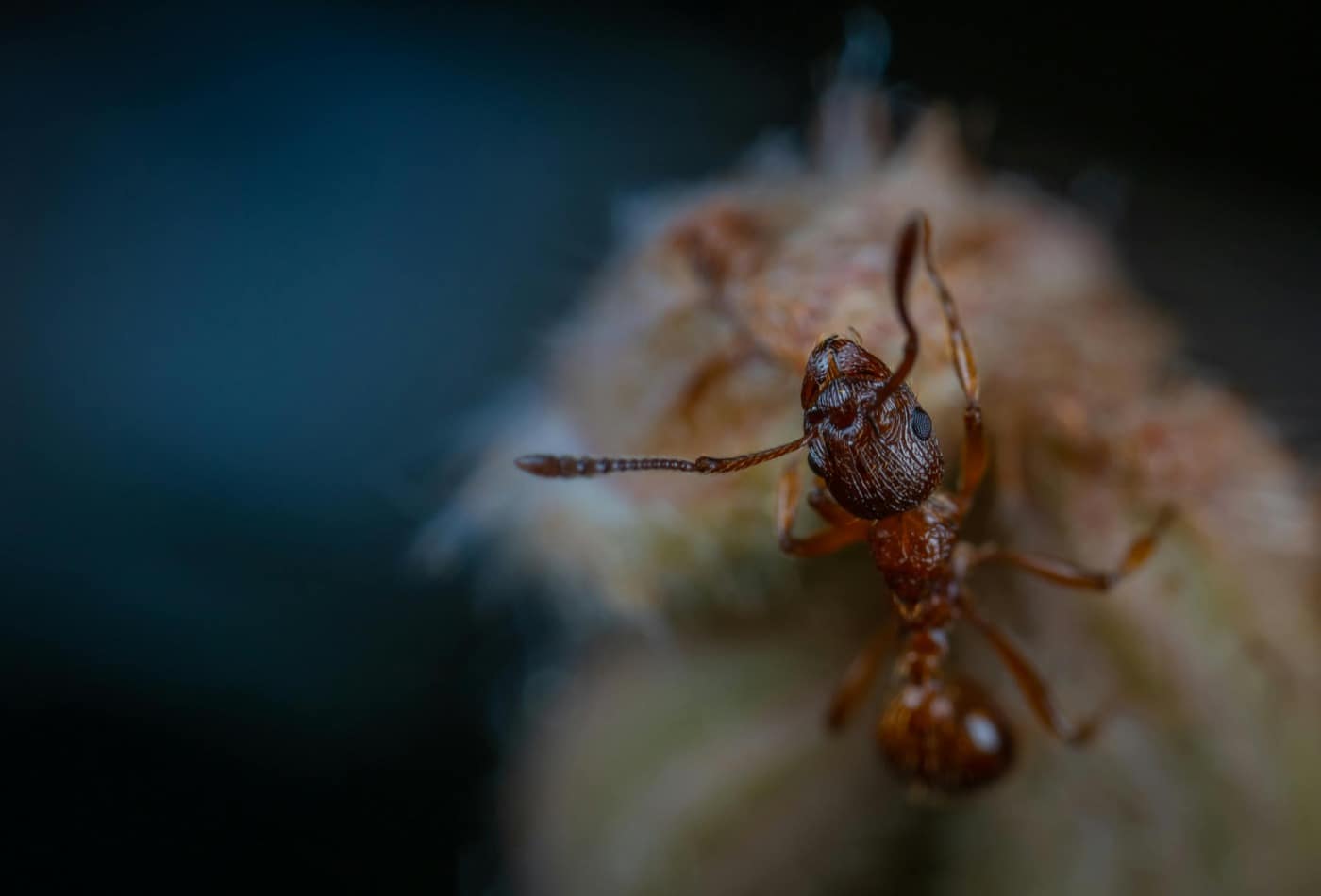 Can a Fungus Control the Mind of Ants? The Parasitic Truth