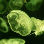 The Secret World of Bioluminescent Creatures