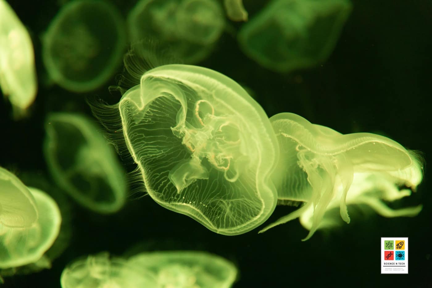 The Secret World of Bioluminescent Creatures
