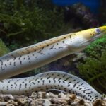 The Shocking Truth Behind the Electric Eel