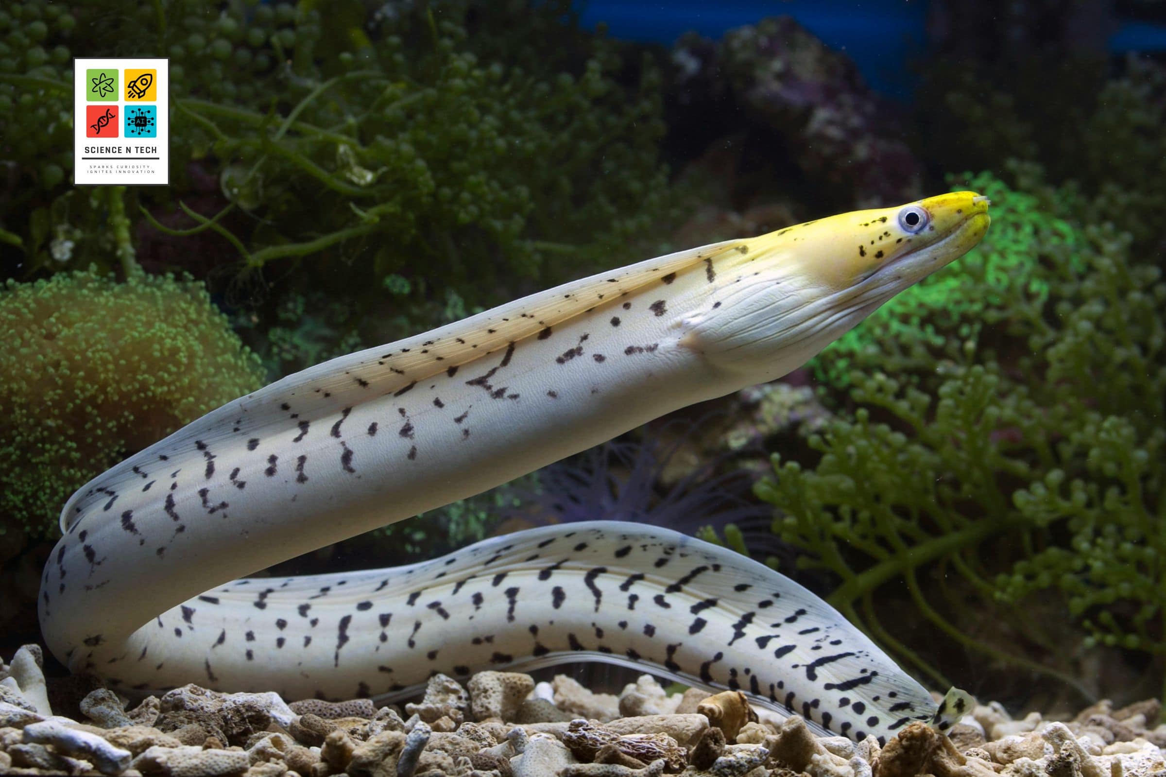 Nature’s Powerhouse: The Shocking Truth Behind the Electric Eel The Shocking Truth Behind the Electric Eel
